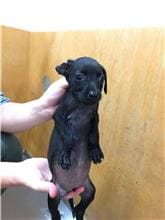 【待認養】混種犬 狗 (女生) - 新竹縣動物保護教育園區