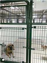 【待認養】混種犬 狗 (男生) - 連江縣流浪犬收容中心
