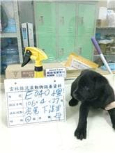 【待認養】混種犬 狗 (女生) - 雲林縣流浪動物收容所