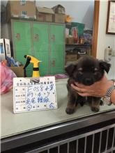 【待認養】混種犬 狗 (男生) - 雲林縣流浪動物收容所