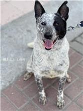 【待認養】混種犬 狗 (女生) - 臺南市動物之家灣裡站