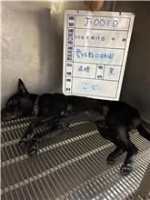 【待認養】混種犬 狗 (男生) - 雲林縣流浪動物收容所