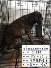 【待認養】混種犬 狗 (男生) - 雲林縣流浪動物收容所