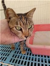 【待認養】混種貓 貓 (女生) - 苗栗縣生態保育教育中心(動物收容所)
