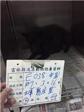 【待認養】混種犬 狗 (女生) - 雲林縣流浪動物收容所