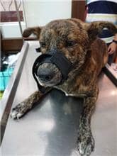 【待認養】混種犬 狗 (男生) - 南投縣公立動物收容所