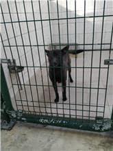 【待認養】混種犬 狗 (男生) - 連江縣流浪犬收容中心