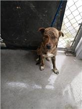 【待認養】混種犬 狗 (男生) - 新北市五股區公立動物之家