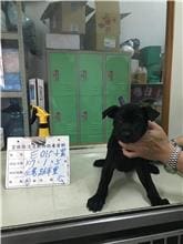 【待認養】混種犬 狗 (男生) - 雲林縣流浪動物收容所