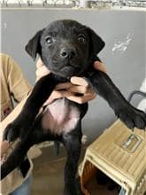 【待認養】混種犬 狗 (女生) - 新竹市動物保護教育園區