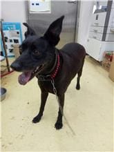 【待認養】混種犬 狗 (女生) - 新北市中和區公立動物之家