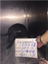【待認養】混種犬 狗 (女生) - 雲林縣流浪動物收容所