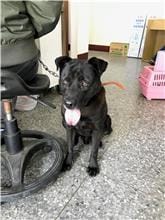 【待認養】混種犬 狗 (男生) - 新竹縣動物保護教育園區