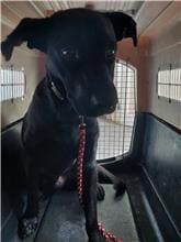 【待認養】混種犬 狗 (男生) - 新北市五股區公立動物之家