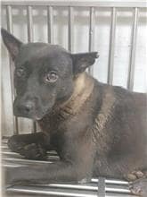 【待認養】混種犬 狗 (男生) - 新北市板橋區公立動物之家