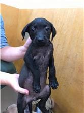 【待認養】混種犬 狗 (女生) - 新竹縣動物保護教育園區