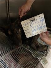 【待認養】混種犬 狗 (男生) - 雲林縣流浪動物收容所