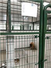 【待認養】混種犬 狗 (女生) - 連江縣流浪犬收容中心