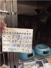 【待認養】混種犬 狗 (男生) - 雲林縣流浪動物收容所