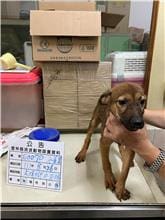 【待認養】混種犬 狗 (女生) - 雲林縣流浪動物收容所