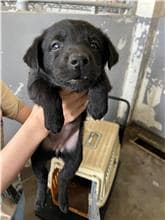 【待認養】混種犬 狗 (女生) - 新竹市動物保護教育園區