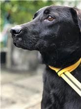 【待認養】混種犬 狗 (男生) - 臺北市動物之家