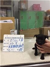 【待認養】混種犬 狗 (女生) - 雲林縣流浪動物收容所