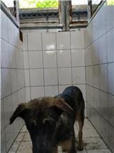 【待認養】混種犬 狗 (男生) - 連江縣流浪犬收容中心