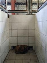 【待認養】混種犬 狗 (女生) - 連江縣流浪犬收容中心