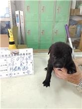 【待認養】混種犬 狗 (女生) - 雲林縣流浪動物收容所