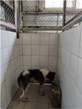 【待認養】混種犬 狗 (男生) - 連江縣流浪犬收容中心