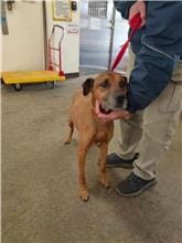 【待認養】混種犬 狗 (女生) - 桃園市動物保護教育園區