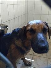 【待認養】混種犬 狗 (男生) - 連江縣流浪犬收容中心