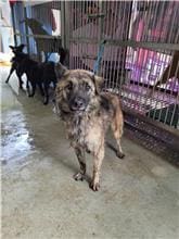 【待認養】混種犬 狗 (女生) - 新北市新店區公立動物之家