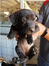 【待認養】混種犬 狗 (女生) - 金門縣動物收容中心