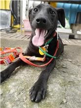 【待認養】混種犬 狗 (女生) - 屏東縣公立犬貓中途之家