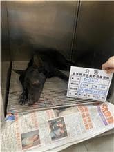 【待認養】混種犬 狗 (男生) - 雲林縣流浪動物收容所