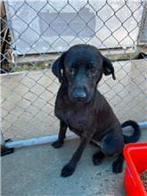 【待認養】混種犬 狗 (女生) - 桃園市動物保護教育園區