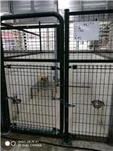【待認養】混種犬 狗 (女生) - 連江縣流浪犬收容中心