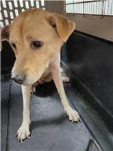 【待認養】混種犬 狗 (女生) - 新北市五股區公立動物之家