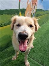 【待認養】混種犬 狗 (男生) - 臺南市動物之家灣裡站