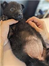 【待認養】混種犬 狗 (女生) - 花蓮縣狗貓躍動園區