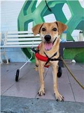 【待認養】混種犬 狗 (女生) - 臺南市動物之家灣裡站