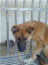 【待認養】混種犬 狗 (男生) - 澎湖縣流浪動物收容中心