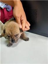 【待認養】混種犬 狗 (男生) - 桃園市動物保護教育園區