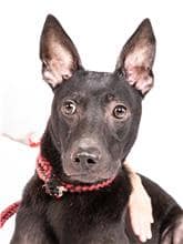 【待認養】混種犬 狗 (女生) - 臺北市動物之家