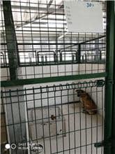 【待認養】混種犬 狗 (女生) - 連江縣流浪犬收容中心