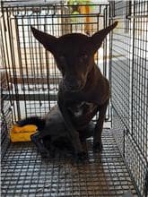【待認養】混種犬 狗 (男生) - 澎湖縣流浪動物收容中心