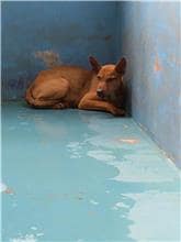 【待認養】混種犬 狗 (男生) - 苗栗縣生態保育教育中心(動物收容所)