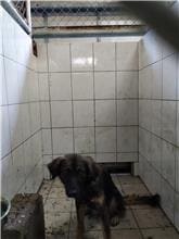 【待認養】混種犬 狗 (男生) - 連江縣流浪犬收容中心